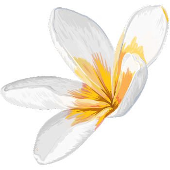 Weiße Blüte